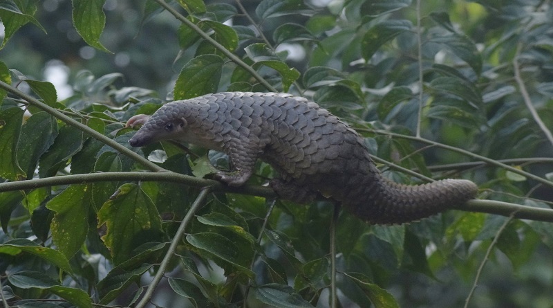 Sunda pangolin