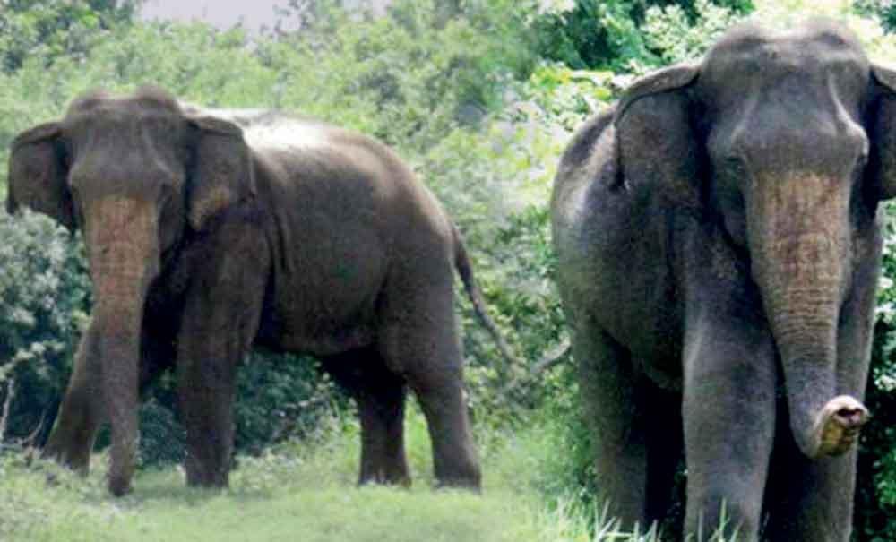 kandalama elephent